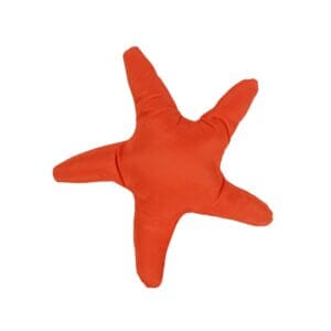 Seasside Coral Starfish Image